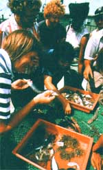 
People examine fish from the ocean to discern ecological problems and try to learn from them.
